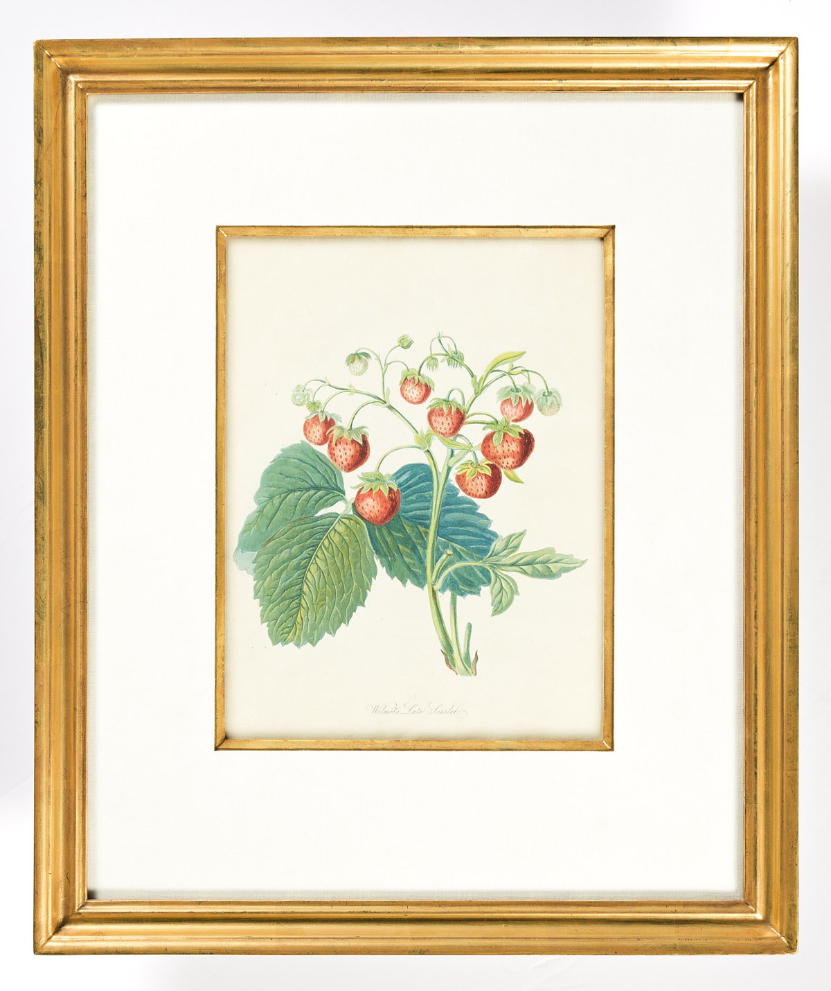 (FRUIT.) William Hooker. Group of 27 hand-colored aquatint and stipple engraved plates from Pomona Londinensis.